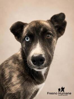 Snout -  Australian Shepherd and Mixed Breed Dog for Adoption in Fresno, California - Snout | PetCurious