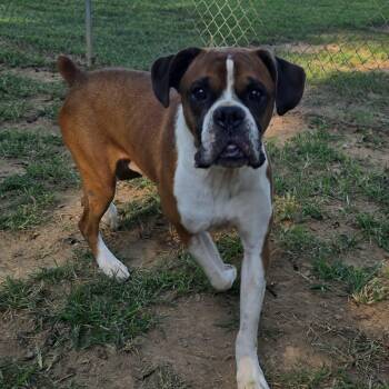 Bruce - Foster Needed -  Boxer Dog for Adoption in Middlesex, New Jersey - Bruce - Foster Needed | PetCurious
