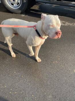 Johnny Rocket -  Pit Bull Terrier Dog for Adoption in Clarksville, Tennessee - Johnny Rocket | PetCurious