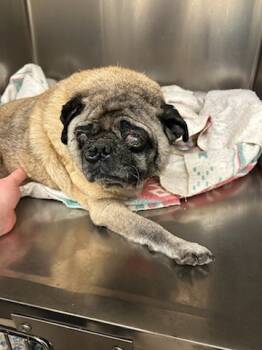 Rescue Pug Dogs for Adoption in Bryan, Texas - New Pug 1 | PetCurious