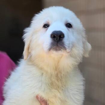 Great Pyrenees and Mixed Breed Dogs Available for Adoption in Huntsville, Alabama - February | PetCurious