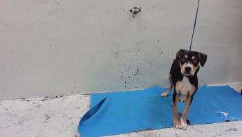 CARTER -  American Staffordshire Terrier and Mixed Breed Dog for Adoption in Houston, Texas - CARTER | PetCurious