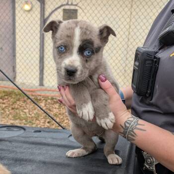 Siberian Husky and Mixed Breed Dogs Available for Adoption - Mardi | PetCurious