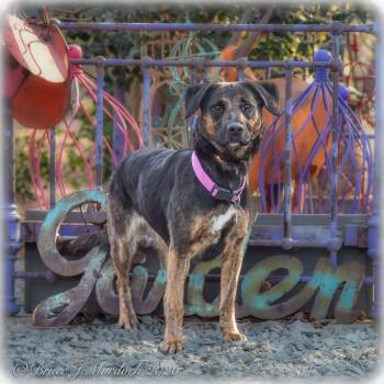 Labrador Retriever and Hound Dogs Available for Adoption - Rosie | PetCurious