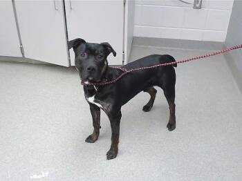 Rottweiler and Mixed Breed Dogs Available for Adoption in Omaha, Nebraska - STRIKER | PetCurious