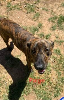 Mountain Cur Dogs Available for Adoption in Zimmerman, Minnesota - Paige | PetCurious