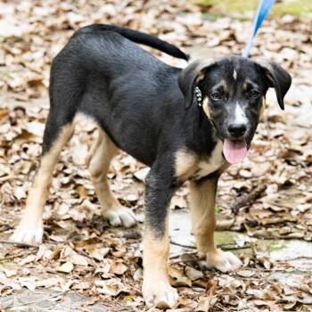 Rescue Labrador Retriever and Shepherd Dogs for Adoption in Bend, Oregon - Bobby | PetCurious