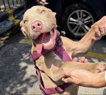 Minion -  Pit Bull Terrier Dog for Adoption in Chicago, Illinois - Minion | PetCurious
