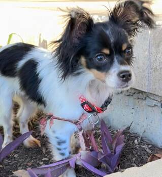 Rescue Papillon Dogs for Adoption in Grand Prairie, Texas - GIZMO | PetCurious