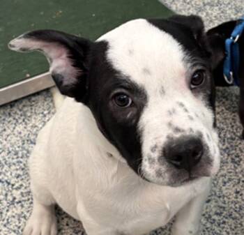 Rescue Pit Bull Terrier Dogs for Adoption in Golden, Colorado - Evie | PetCurious