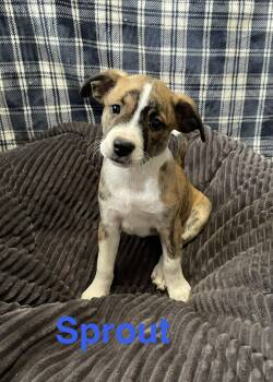 Terrier Dogs Available for Adoption in Topeka, Kansas - Sprout | PetCurious