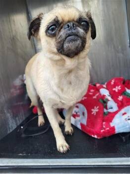 Pug Dogs Available for Adoption in San Antonio, Texas - SERENITY | PetCurious