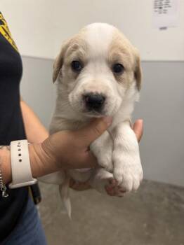 Labrador Retriever and Mixed Breed Dogs Available for Adoption - CODY | PetCurious