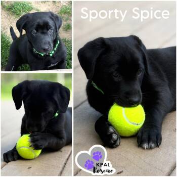 Sporty Spice - Spice Girls Litter -  Mixed Breed Dog for Adoption in Kenai, Alaska - Sporty Spice - Spice Girls Litter | PetCurious
