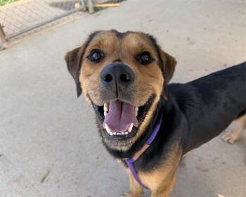 CARTER -  German Shepherd Dog and Mixed Breed Dog for Adoption in Charlotte, North Carolina - CARTER | PetCurious