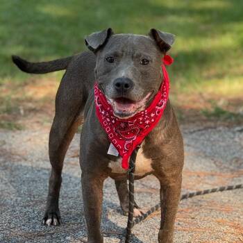 Rescue Pit Bull Terrier Dogs for Adoption in Columbia, South Carolina - Ace | PetCurious