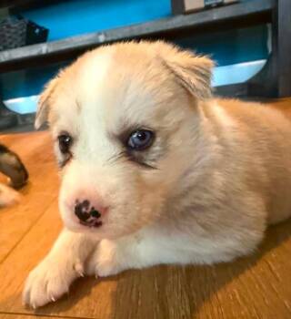 Marren -  Mixed Breed Dog for Adoption in Eutawville, South Carolina - Marren | PetCurious