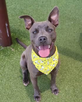 Lambo Athens -  Pit Bull Terrier Dog for Adoption in Rockaway, New Jersey - Lambo Athens | PetCurious