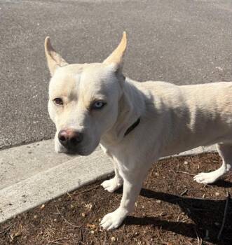 Mixed Breed Dogs Available for Adoption - CHICKEN PARM | PetCurious