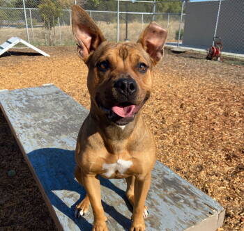 Rescue Pit Bull Terrier Dogs for Adoption in Burlingame, California - Tammy | PetCurious