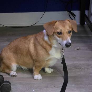 Liberty -  Corgi Dog for Adoption in Waco, Texas - Liberty | PetCurious