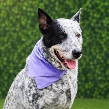 Toby -  Australian Cattle Dog Blue Heeler and Mixed Breed Dog for Adoption in Houston, Texas - Toby | PetCurious