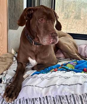 Scooby Doo -  Great Dane Dog for Adoption in Crossville, Tennessee - Scooby Doo | PetCurious