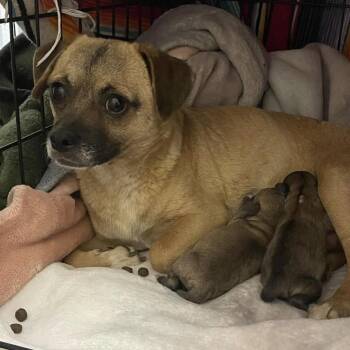 Chihuahua and Pug Dogs Available for Adoption in Larkfield-wikiup, California - Eridia | PetCurious