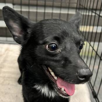 Rescue Chihuahua and Jack Russell Terrier Dogs for Adoption in Ladson, South Carolina - Midnight | PetCurious