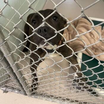 Otto -  Mixed Breed Dog for Adoption in Newark, New Jersey - Otto | PetCurious