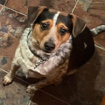 Beagle and Jack Russell Terrier Dogs Available for Adoption in Beulaville, North Carolina - Sunny | PetCurious