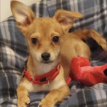 Chihuahua and Mixed Breed Dogs Available for Adoption - Yoda  | PetCurious