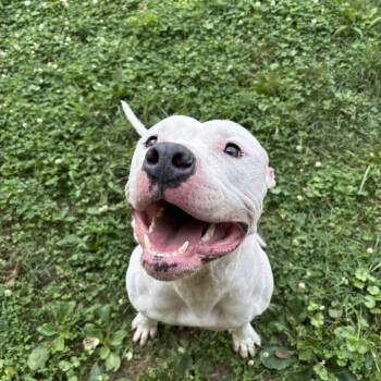 Halo -  Pit Bull Terrier Dog for Adoption in Circleville, Ohio - Halo | PetCurious