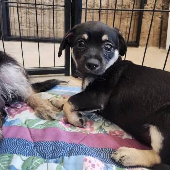 Smidgen -  Terrier and Mixed Breed Dog for Adoption in Prescott, Arizona - Smidgen | PetCurious