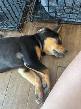 Rescue Australian Kelpie Dogs for Adoption in Plano, Texas - Holly | PetCurious