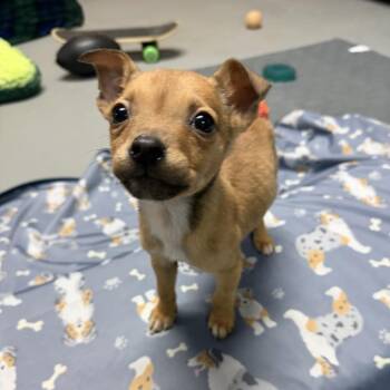 Terrier Dogs Available for Adoption - NY Queen Avail Feb 14 (Tractor Supply Patterson) | PetCurious