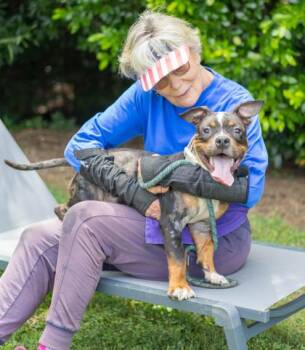Fin Fin -  Mixed Breed Dog for Adoption in Chamblee, Georgia - Fin Fin | PetCurious