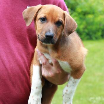 CT Jacobs -  Labrador Retriever and Mixed Breed Dog for Adoption in Stormville, New York - CT Jacobs | PetCurious
