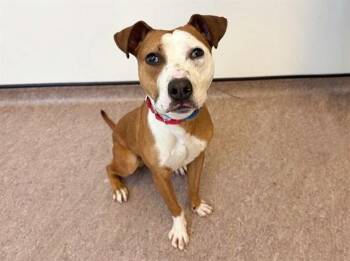ROCKY -  Pit Bull Terrier Dog for Adoption in Brentwood, Missouri - ROCKY | PetCurious