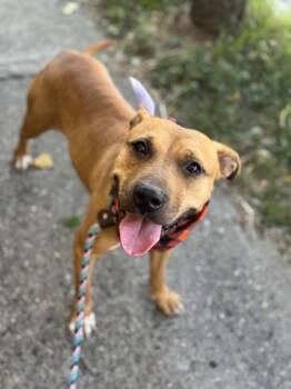 Rescue Mixed Breed Dogs for Adoption in Cincinnati, Ohio - Kareena | PetCurious