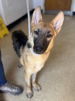 German Shepherd Dog Dogs Available for Adoption in Philadelphia, Pennsylvania - Tormund | PetCurious