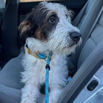 Poodle Dogs Available for Adoption - Ramona | PetCurious