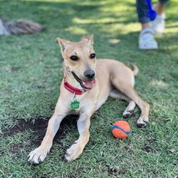Kai (FKA Kygo) -  Terrier Dog for Adoption in San Diego, California - Kai (FKA Kygo) | PetCurious