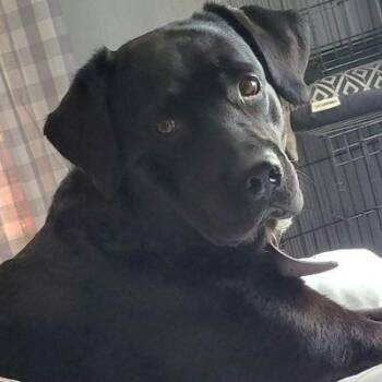 Rescue Black Labrador Retriever and Australian Shepherd Dogs for Adoption in Philippi, West Virginia - Bynx | PetCurious