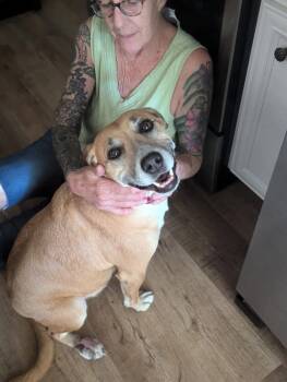 Rescue Hound Dogs for Adoption in Opp, Alabama - Hope | PetCurious