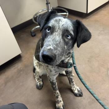 Australian Cattle Dog Blue Heeler and Mixed Breed Dogs Available for Adoption in Flagstaff, Arizona - Korra | PetCurious