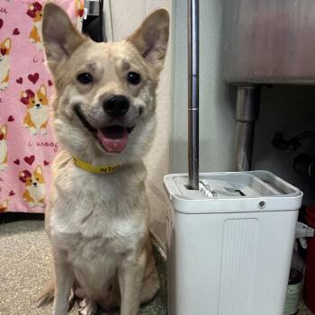 IVHS-Stray-142001 -  Shepherd Dog for Adoption in San Gabriel, California - IVHS-Stray-142001 | PetCurious