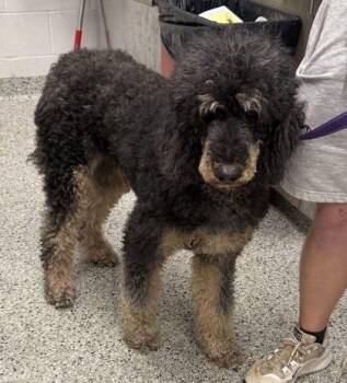 Gretchen Wieners -  Poodle and Mixed Breed Dog for Adoption in Kansas City, Missouri - Gretchen Wieners | PetCurious