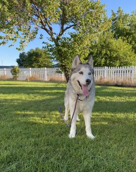 Lulu -  Siberian Husky Dog for Adoption in Pasco, Washington - Lulu | PetCurious