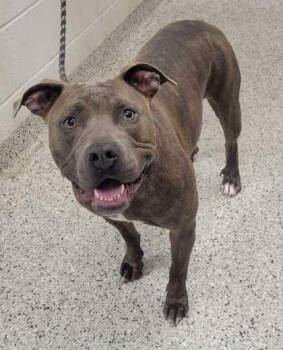 Baby Cakes -  Pit Bull Terrier and Mixed Breed Dog for Adoption in Kansas City, Missouri - Baby Cakes | PetCurious